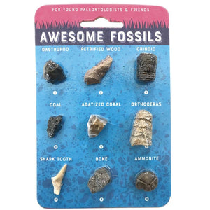 Awesome Fossils | Compact Curiosities Fossil Collection